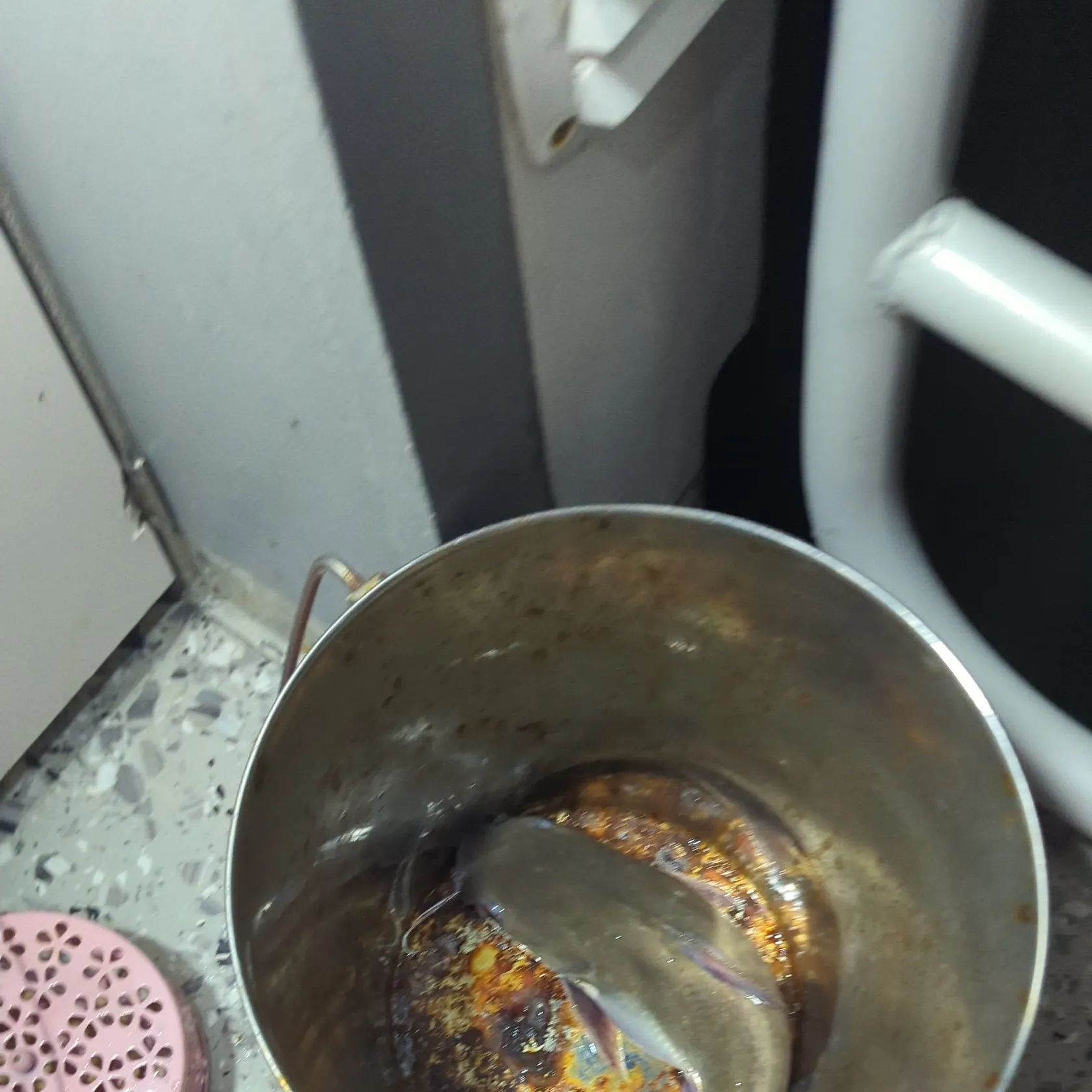 The most recent Giant sea catfish catches on Fishbrain