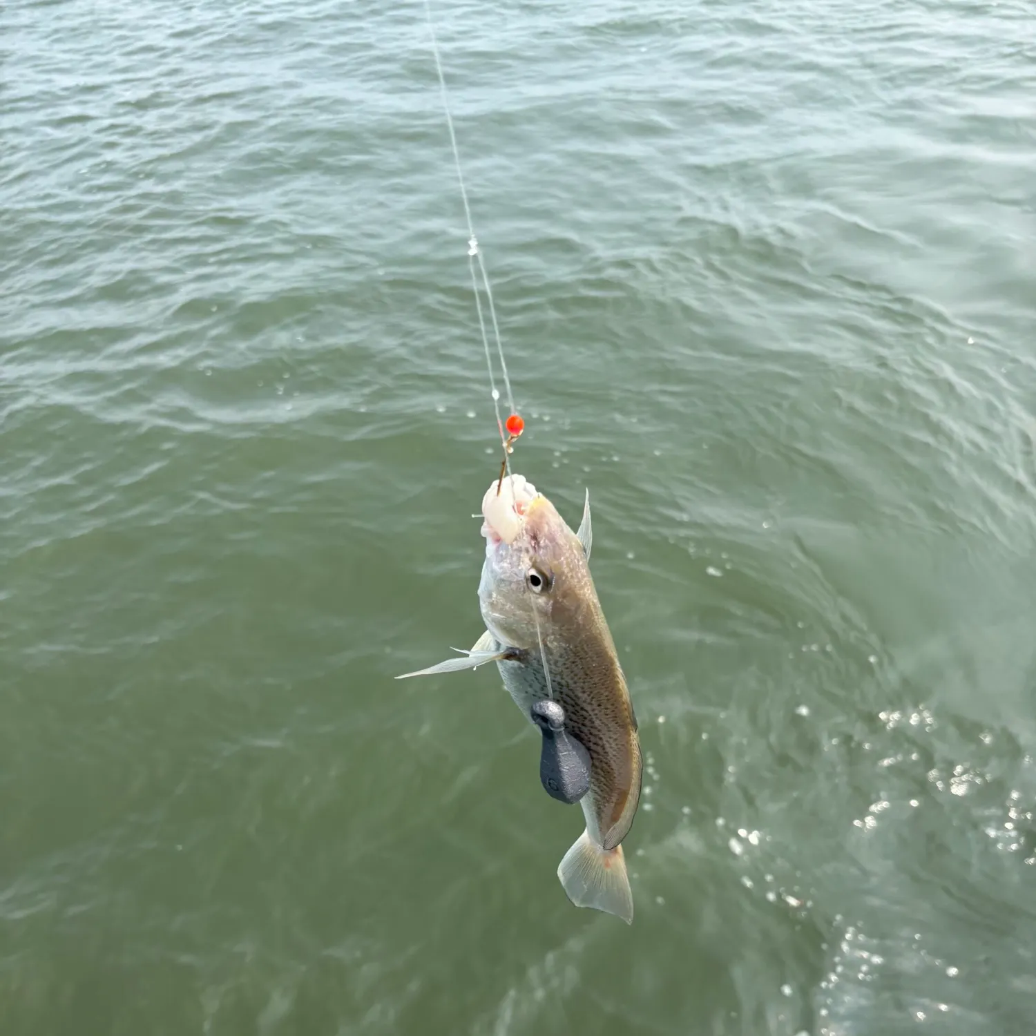 Yellowfin croaker caught on Fishbrain