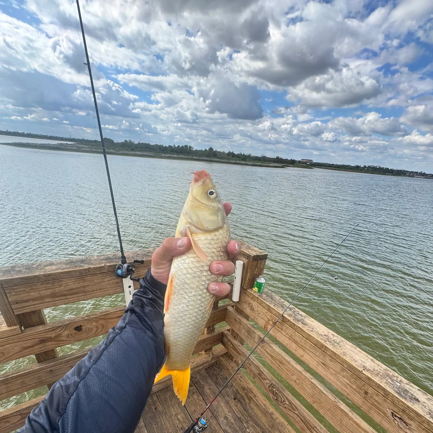 Common carp caught on Fishbrain