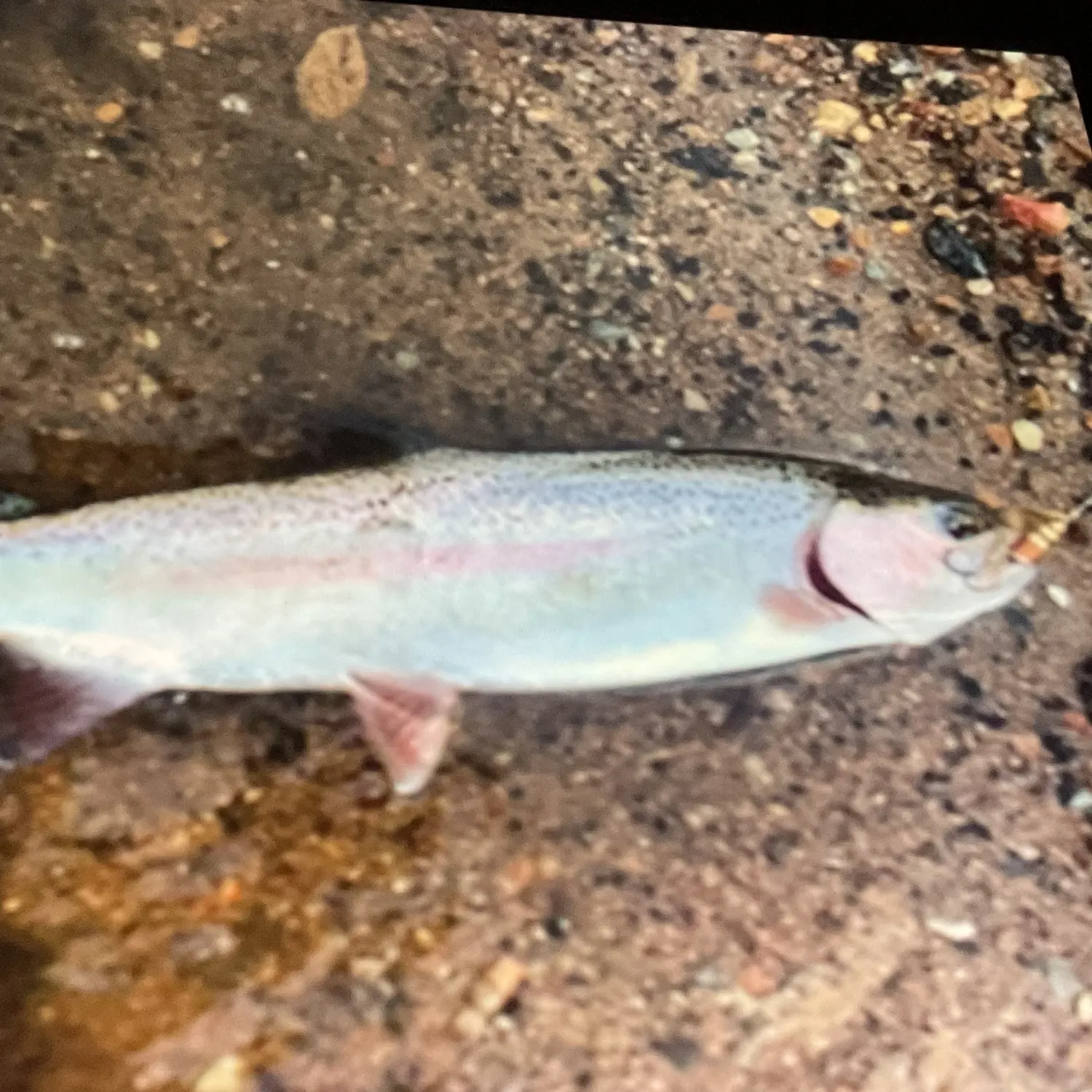 Rainbow trout caught on Fishbrain