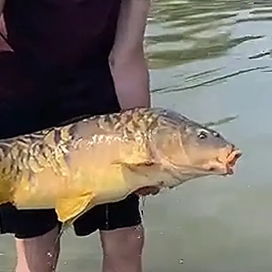 Mirror carp caught on Fishbrain
