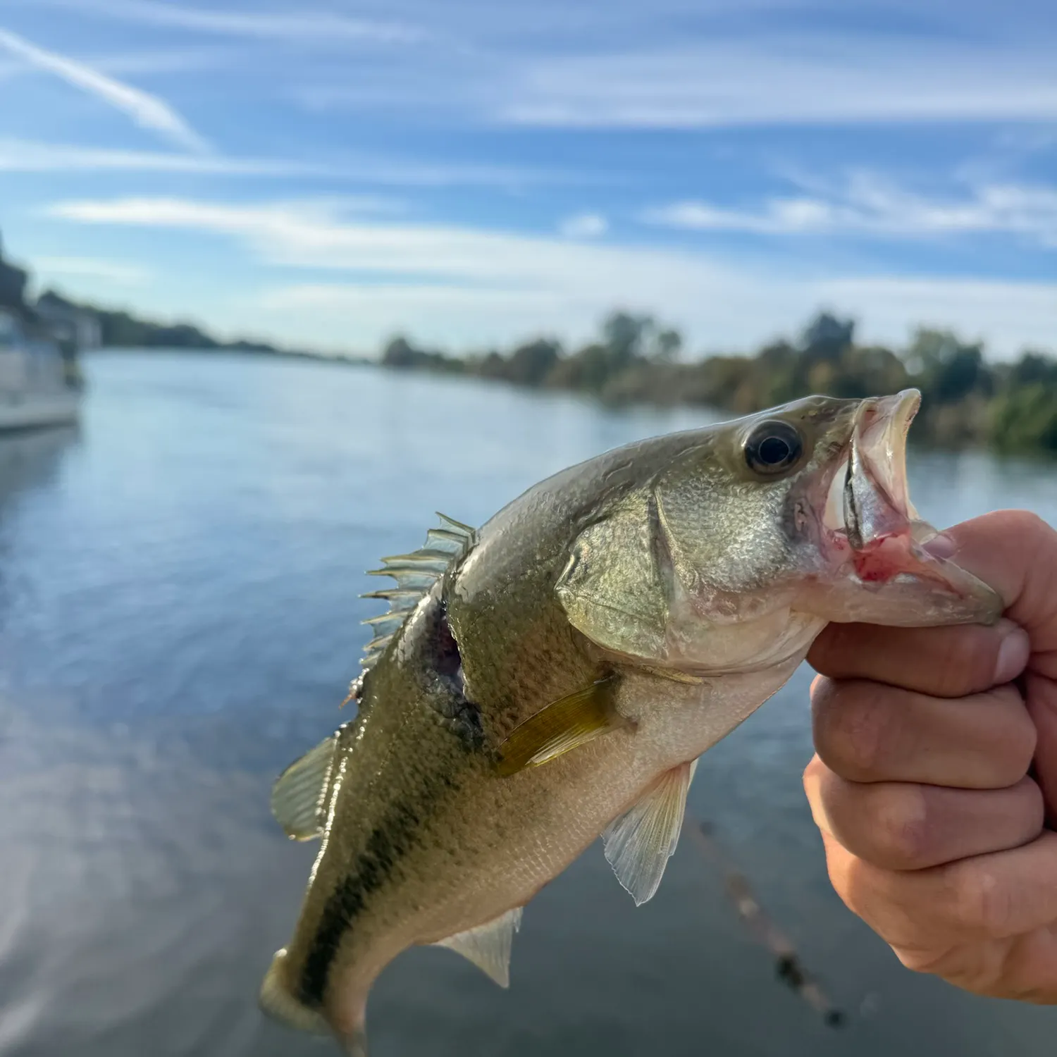 Fish caught on Fishbrain