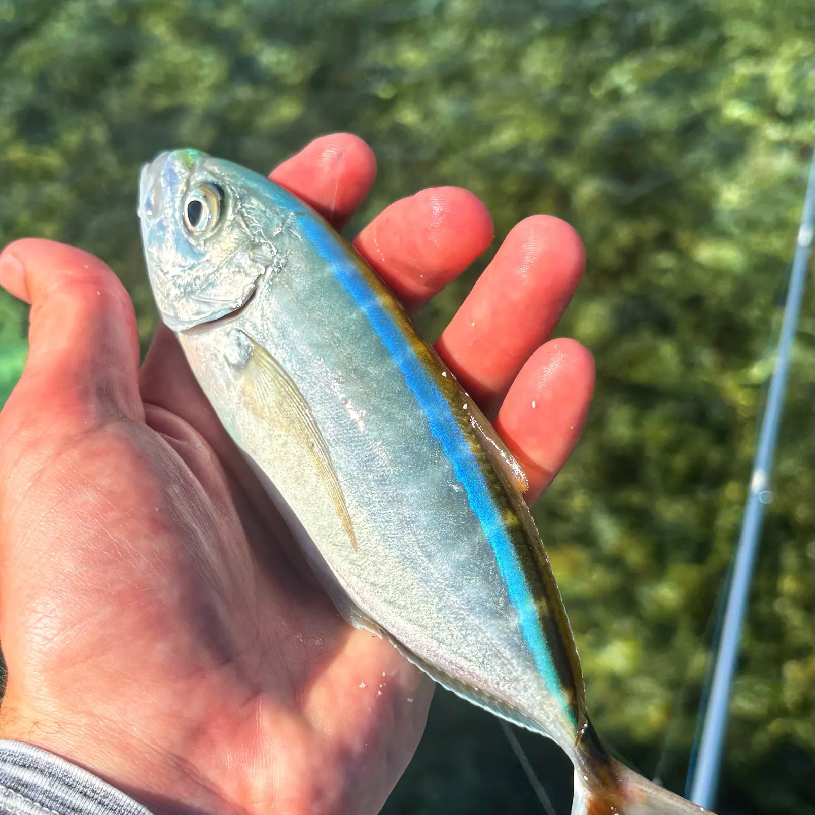The most recent Bar jack catches on Fishbrain