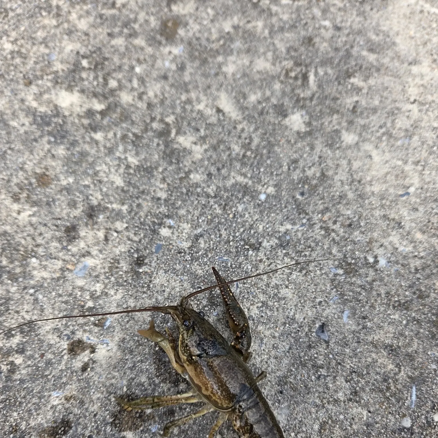The most recent Virile crayfish catches on Fishbrain