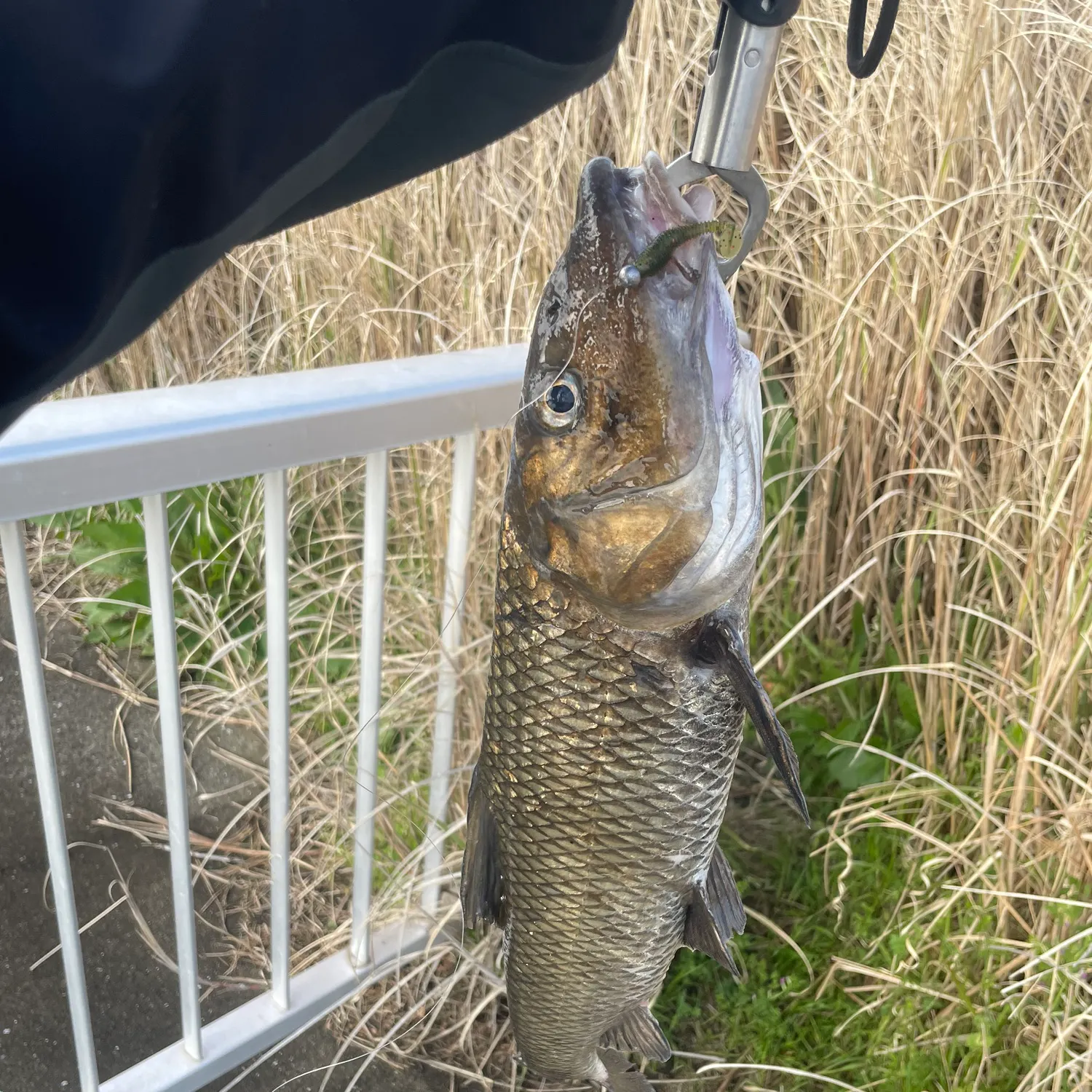 The most recent Barbel steed catches on Fishbrain