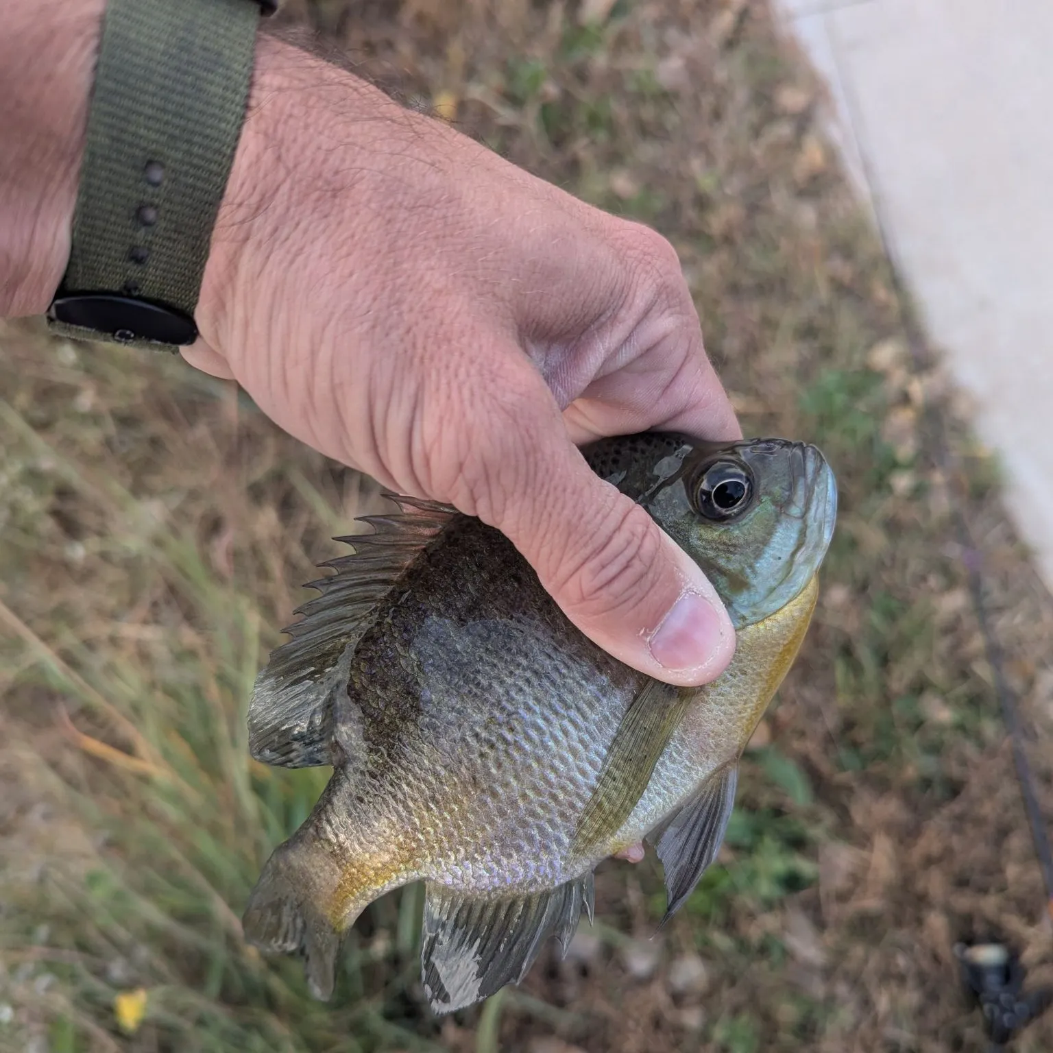 Bluegill caught on Fishbrain
