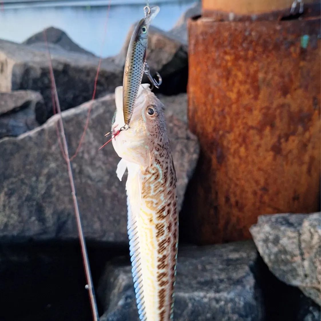 The most recent Greater weever catches on Fishbrain