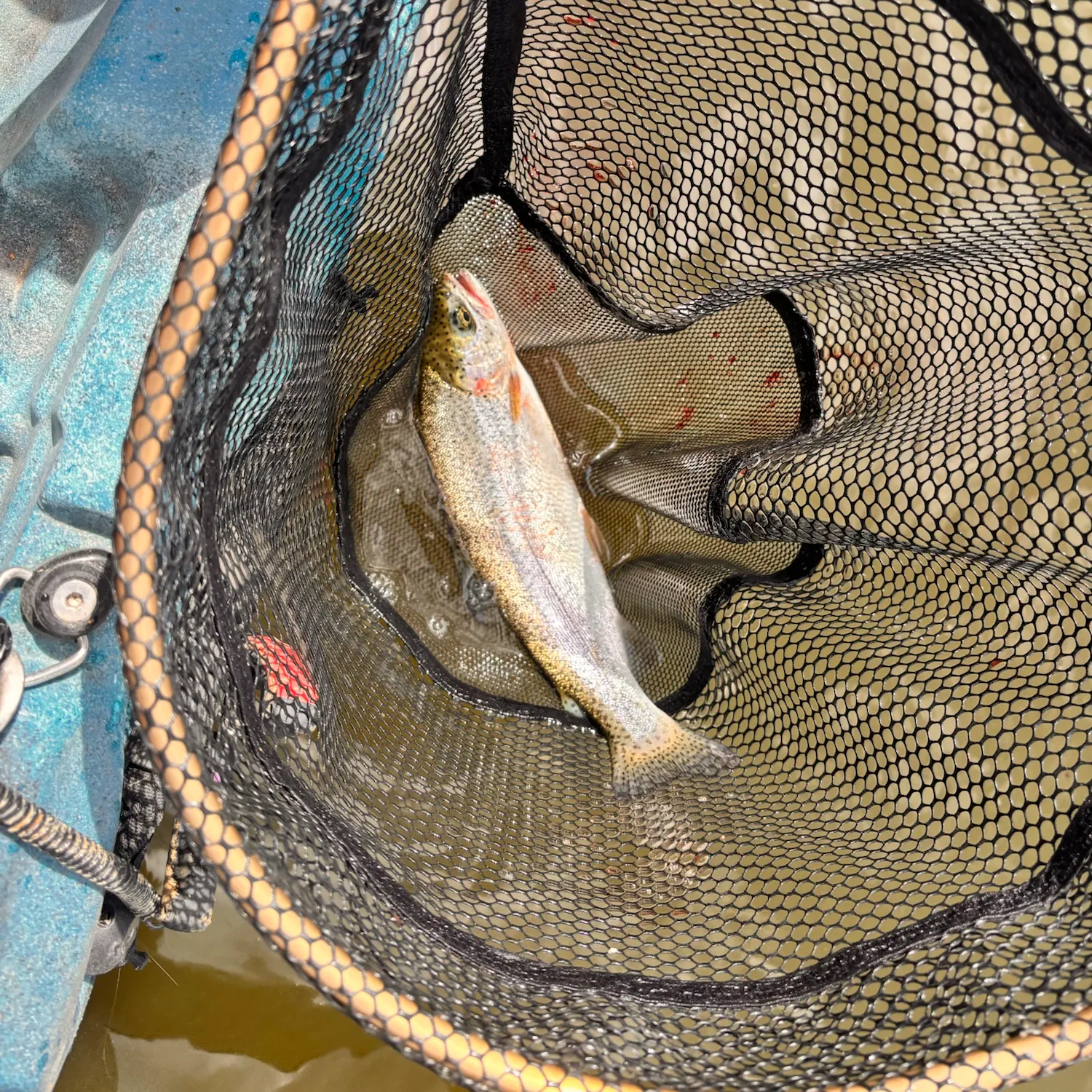 Rainbow trout caught on Fishbrain