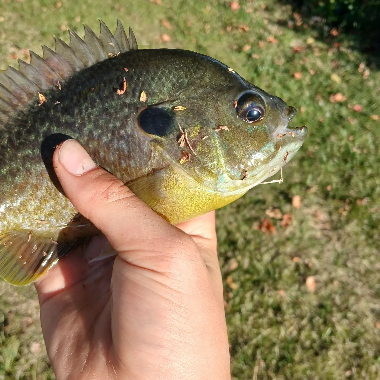 Bluegill caught on Fishbrain