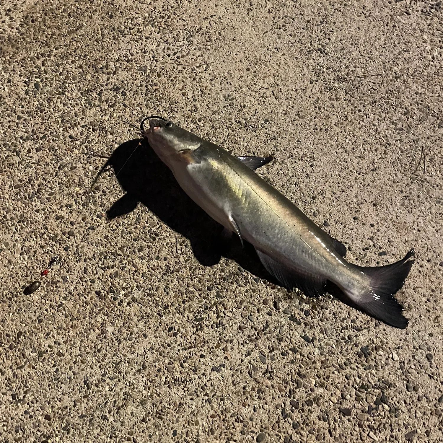 Channel catfish caught on Fishbrain