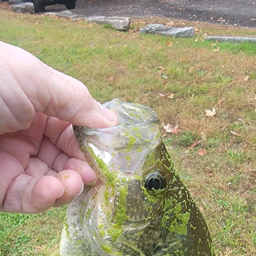 Black crappie caught on Fishbrain