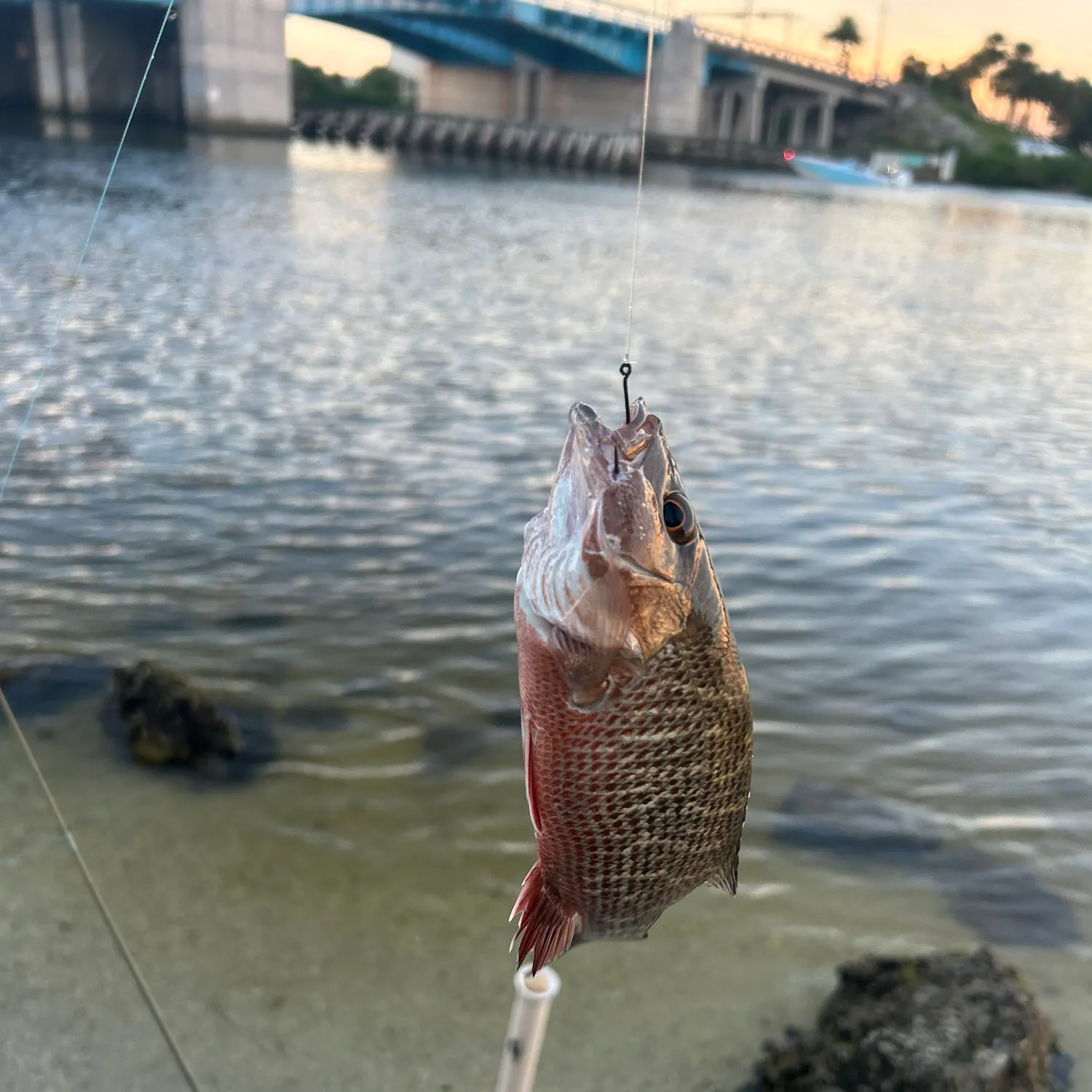 Mangrove snapper caught on Fishbrain
