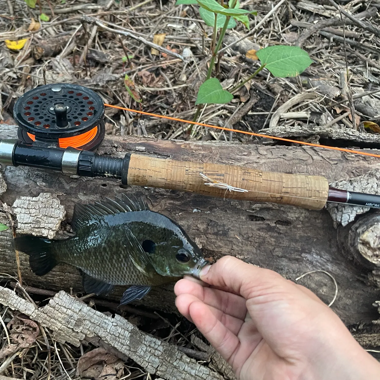 Bluegill caught on Fishbrain