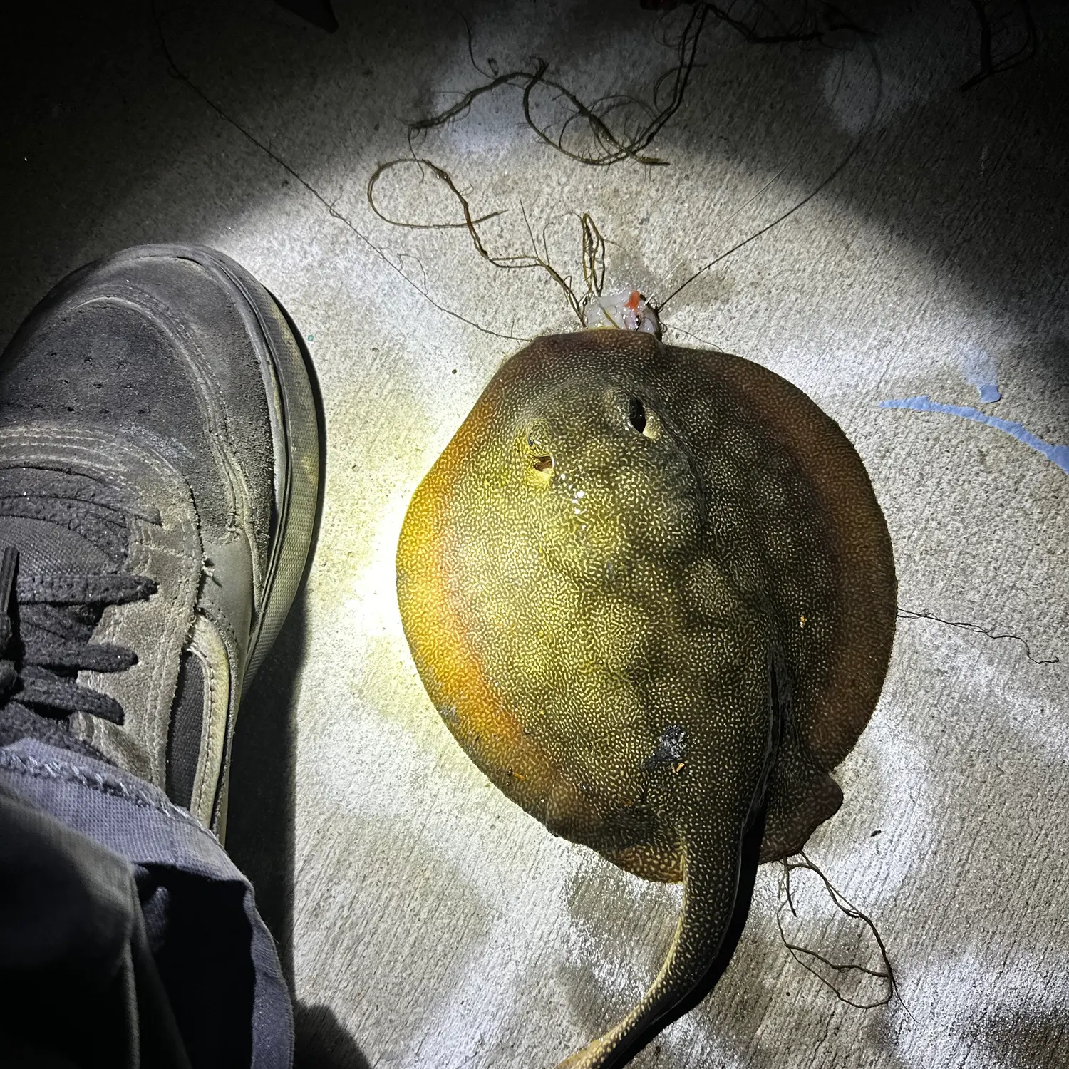 Haller's round ray caught on Fishbrain
