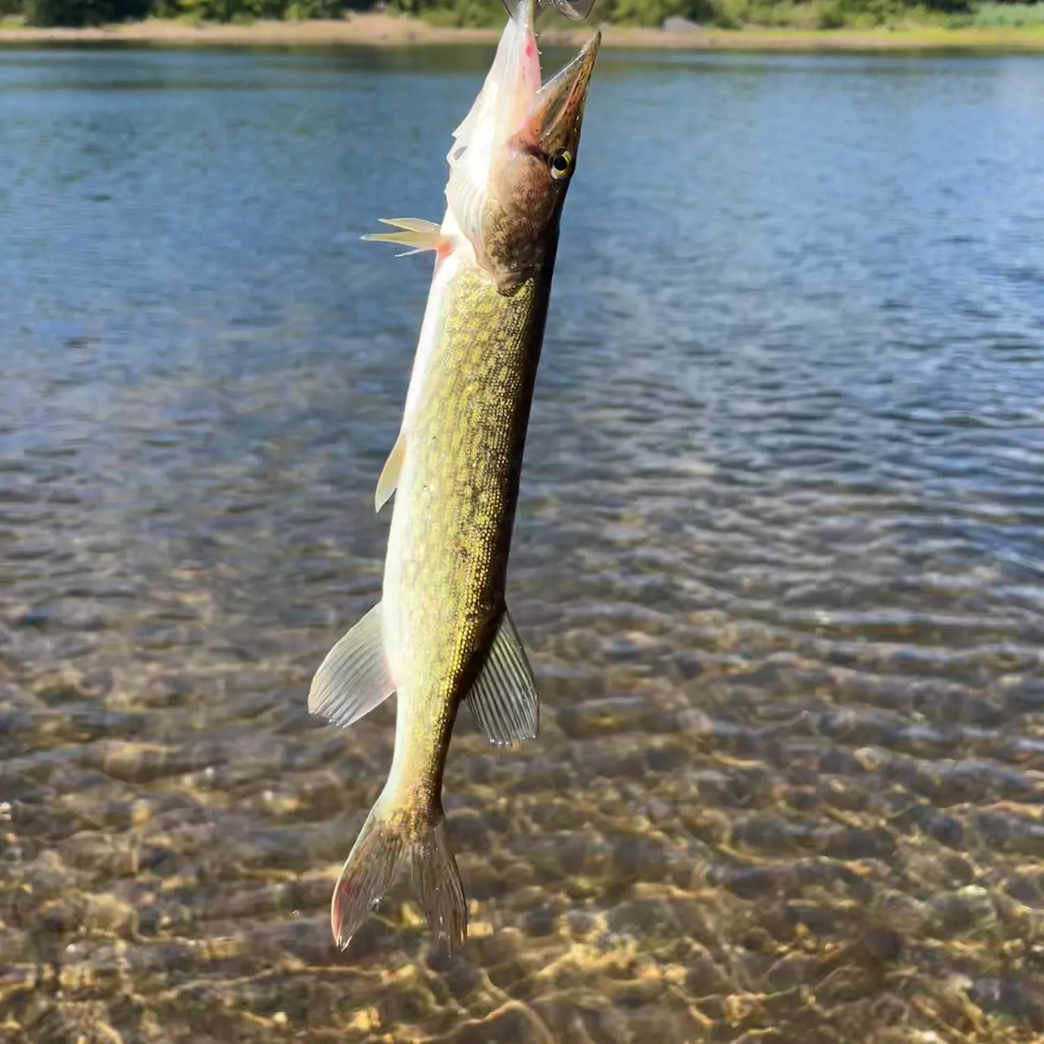 Chain pickerel caught on Fishbrain