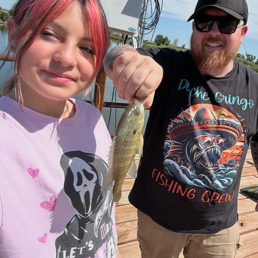 The most recent Green sunfish catches on Fishbrain