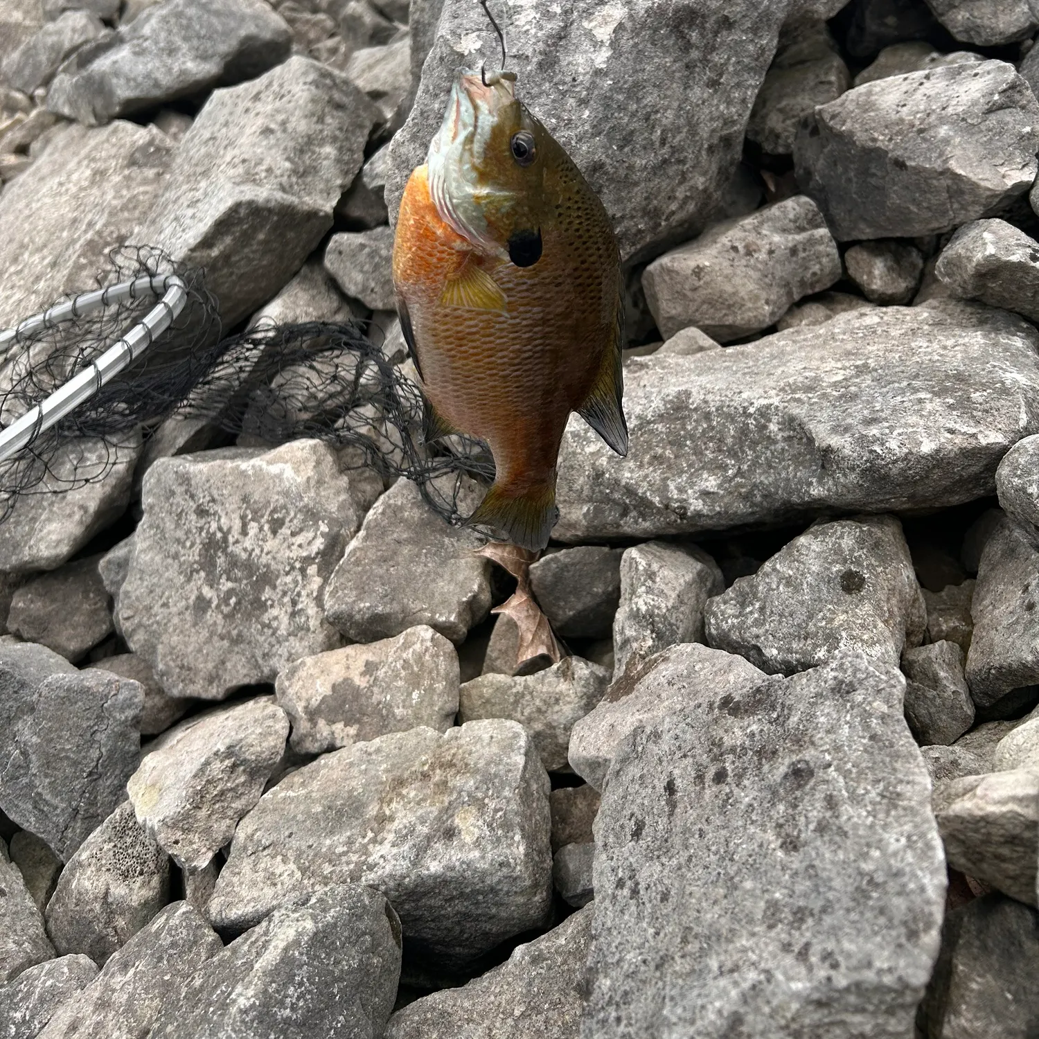 Bluegill caught on Fishbrain