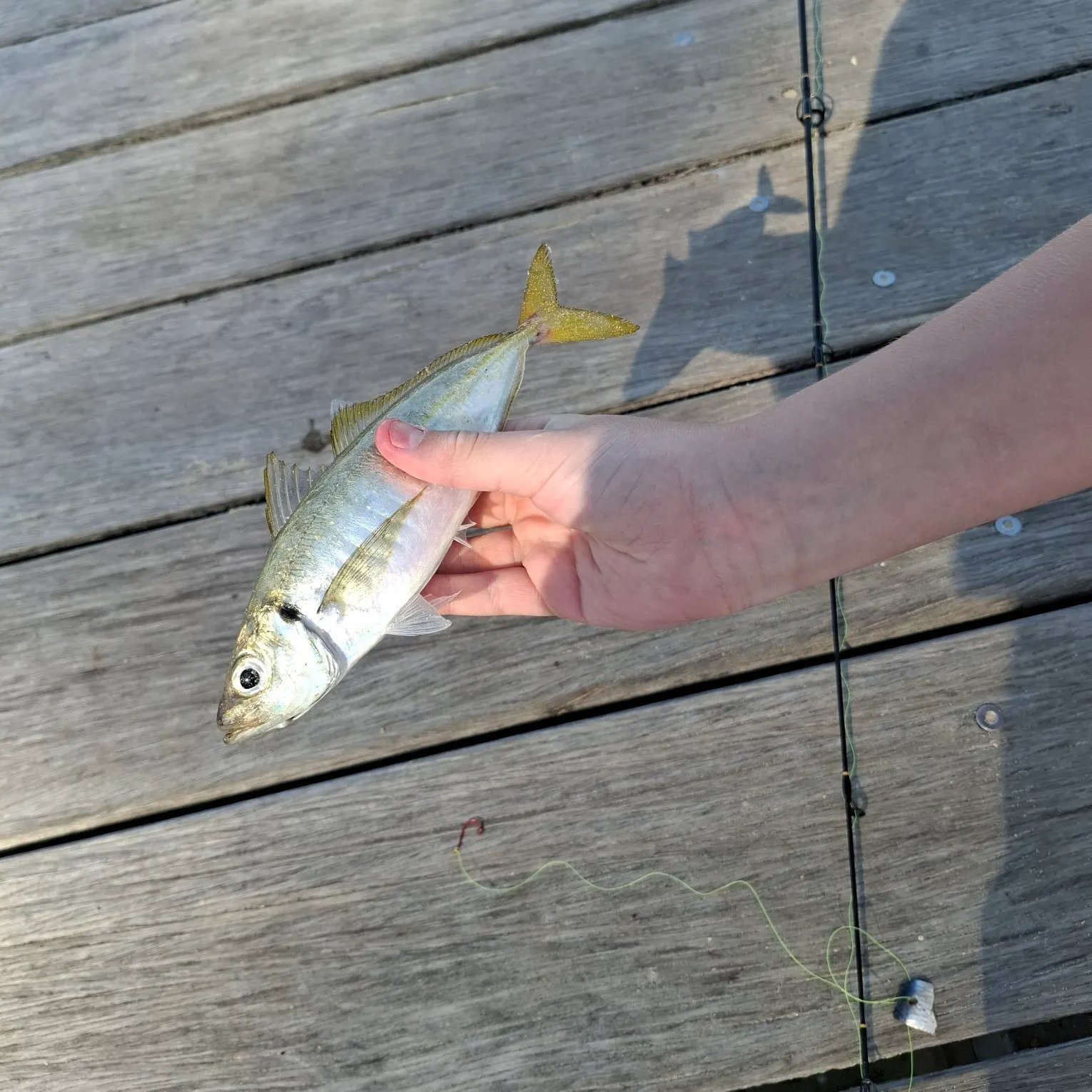 The most recent Yellowtail scad catches on Fishbrain
