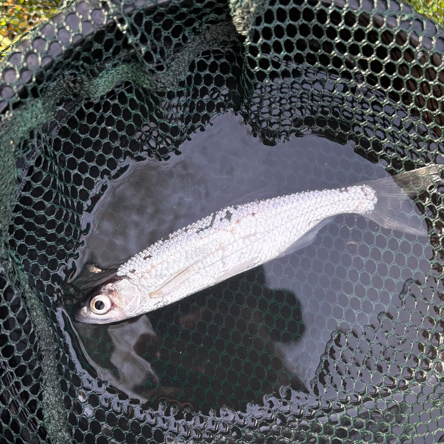 ᐅ Rio Tâmega fishing reports🎣• Porto, Portugal fishing
