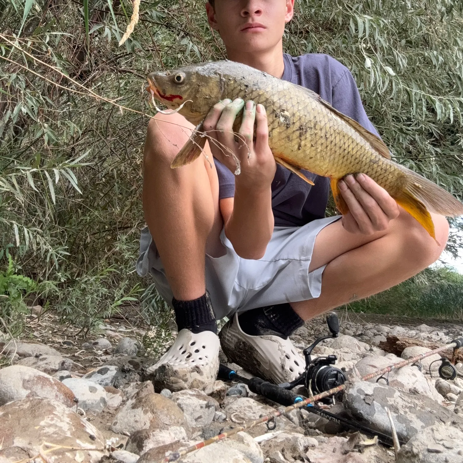 Common carp caught on Fishbrain
