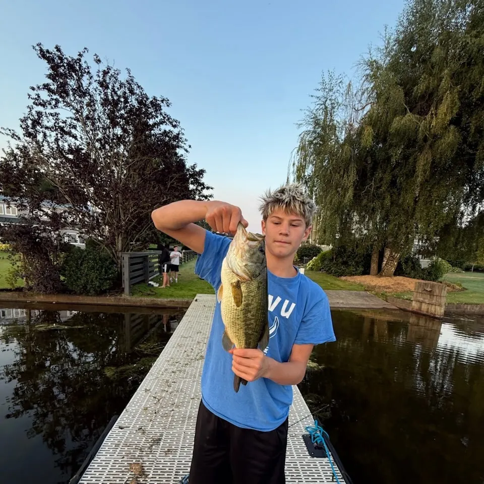 Largemouth bass caught on Fishbrain