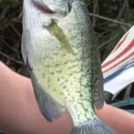 White crappie caught on Fishbrain