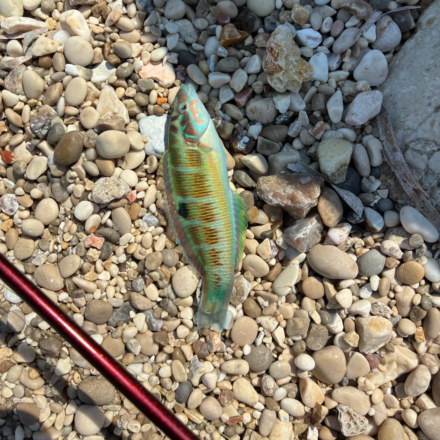 Mediterranean rainbow wrasse caught on Fishbrain