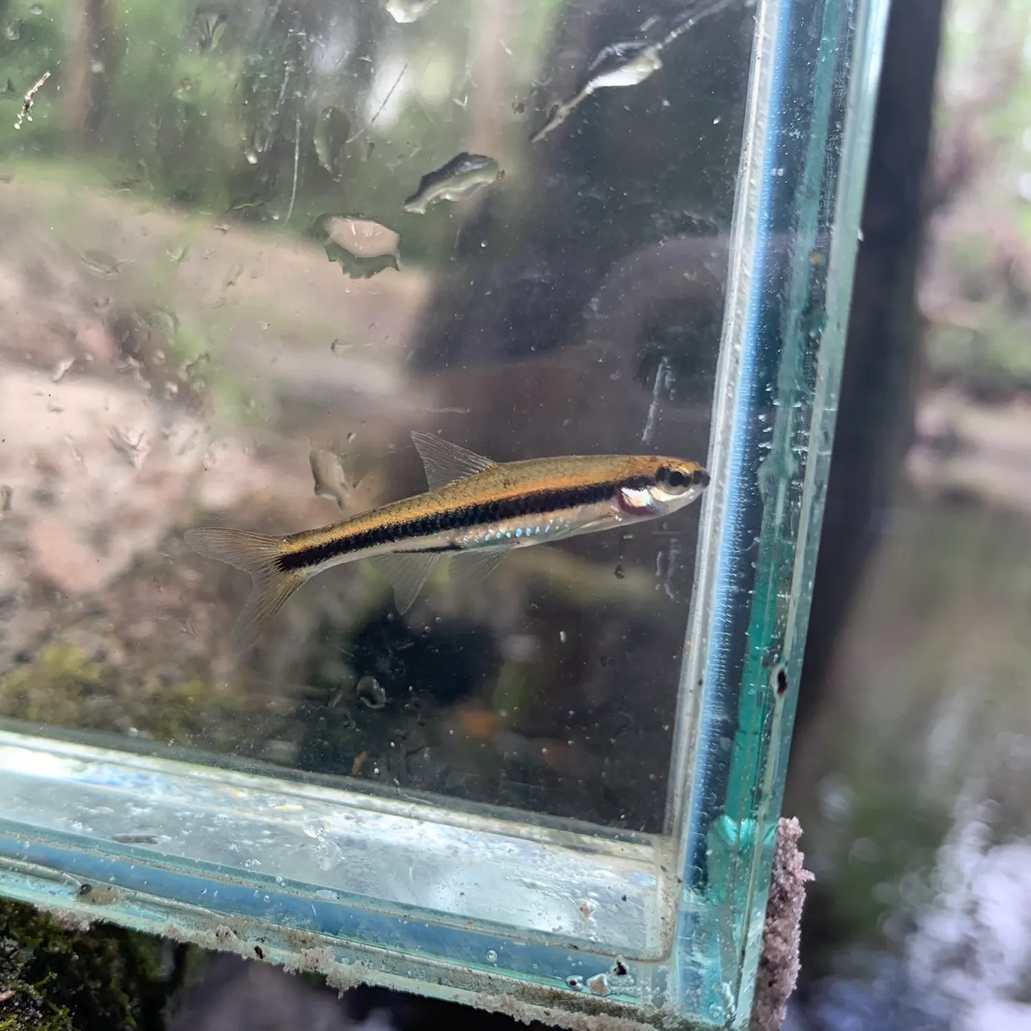 The most recent Ironcolor shiner catches on Fishbrain