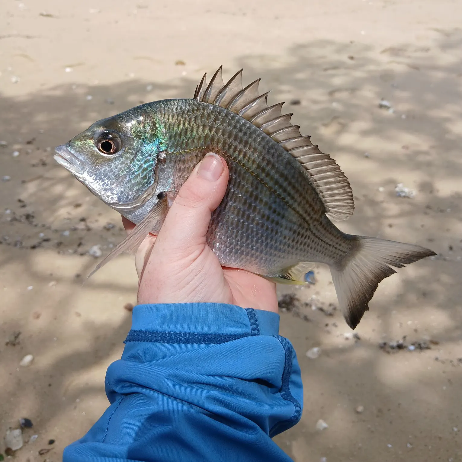 The most recent Surf bream catches on Fishbrain