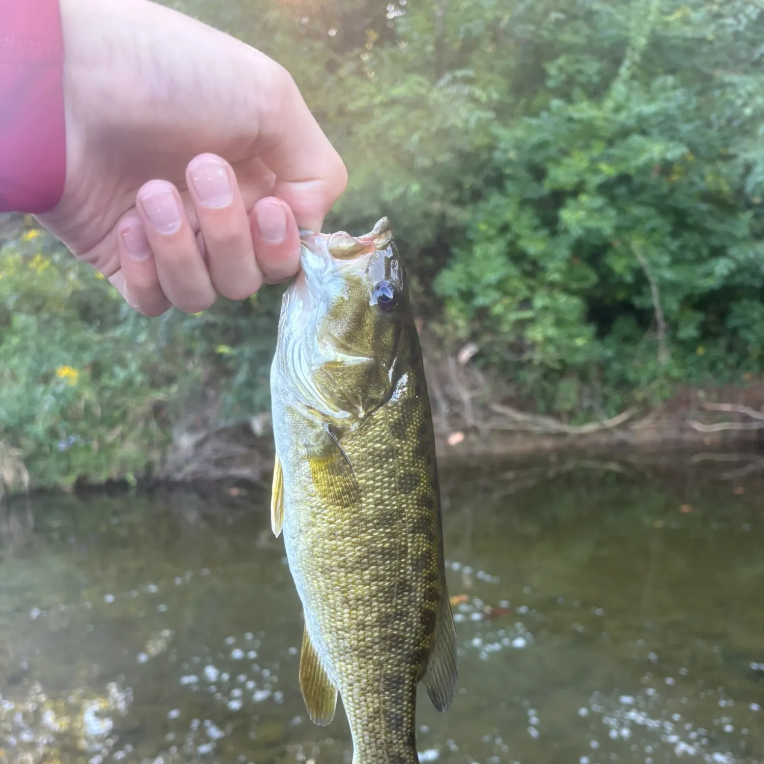 Smallmouth bass caught on Fishbrain