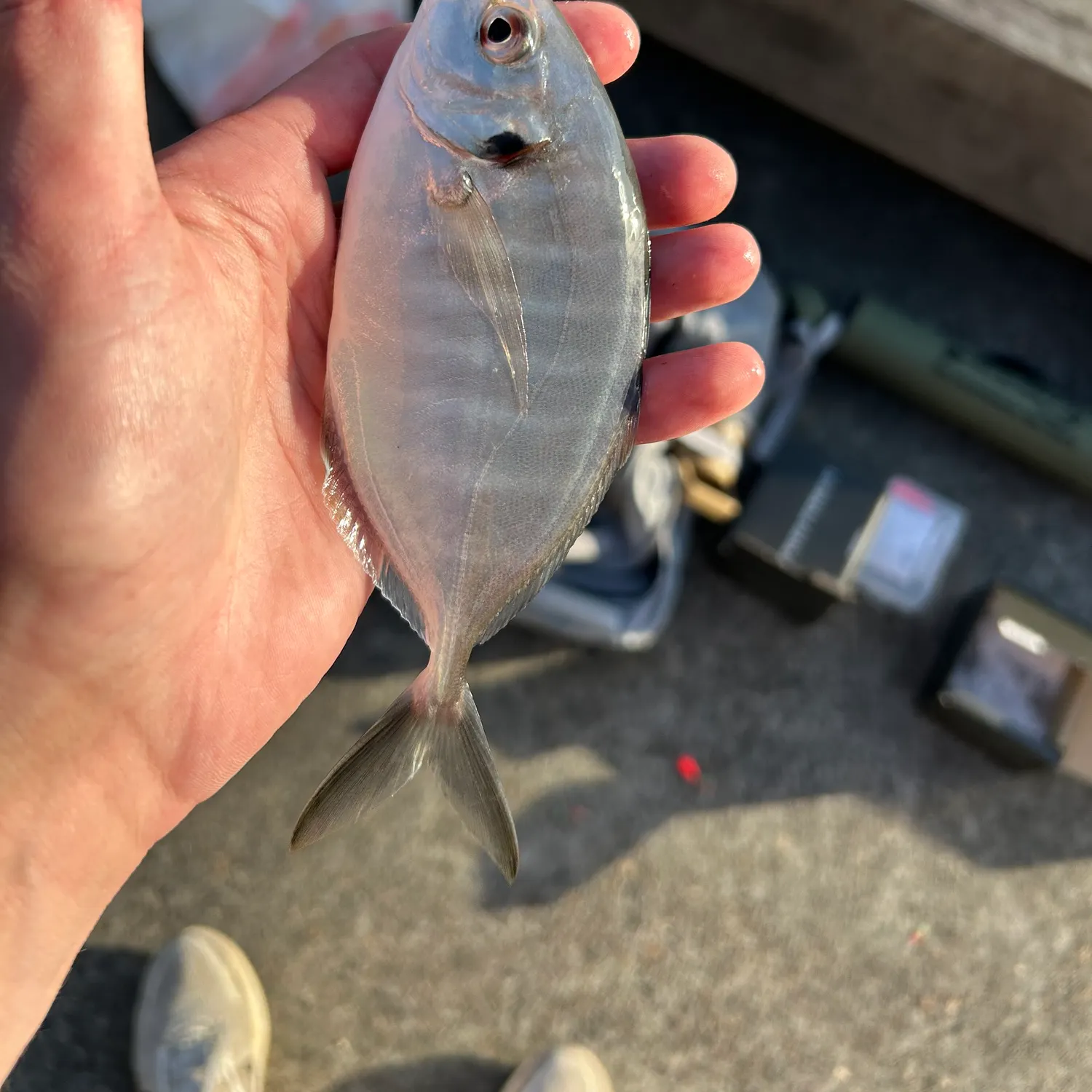 The most recent Silver trevally catches on Fishbrain