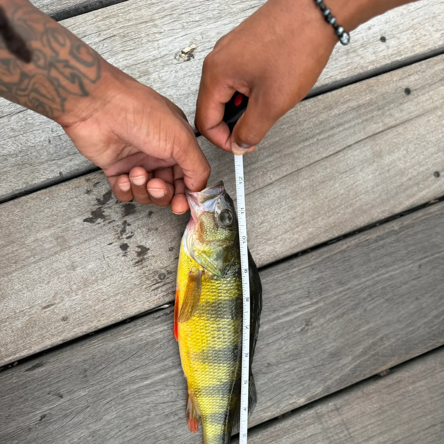 recently logged catches
