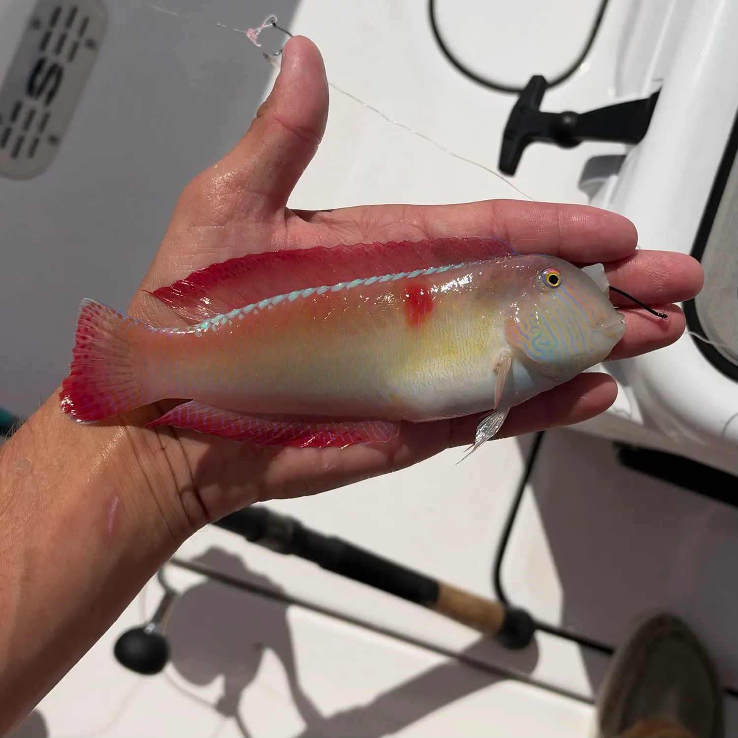 The most recent Pearly razorfish catches on Fishbrain