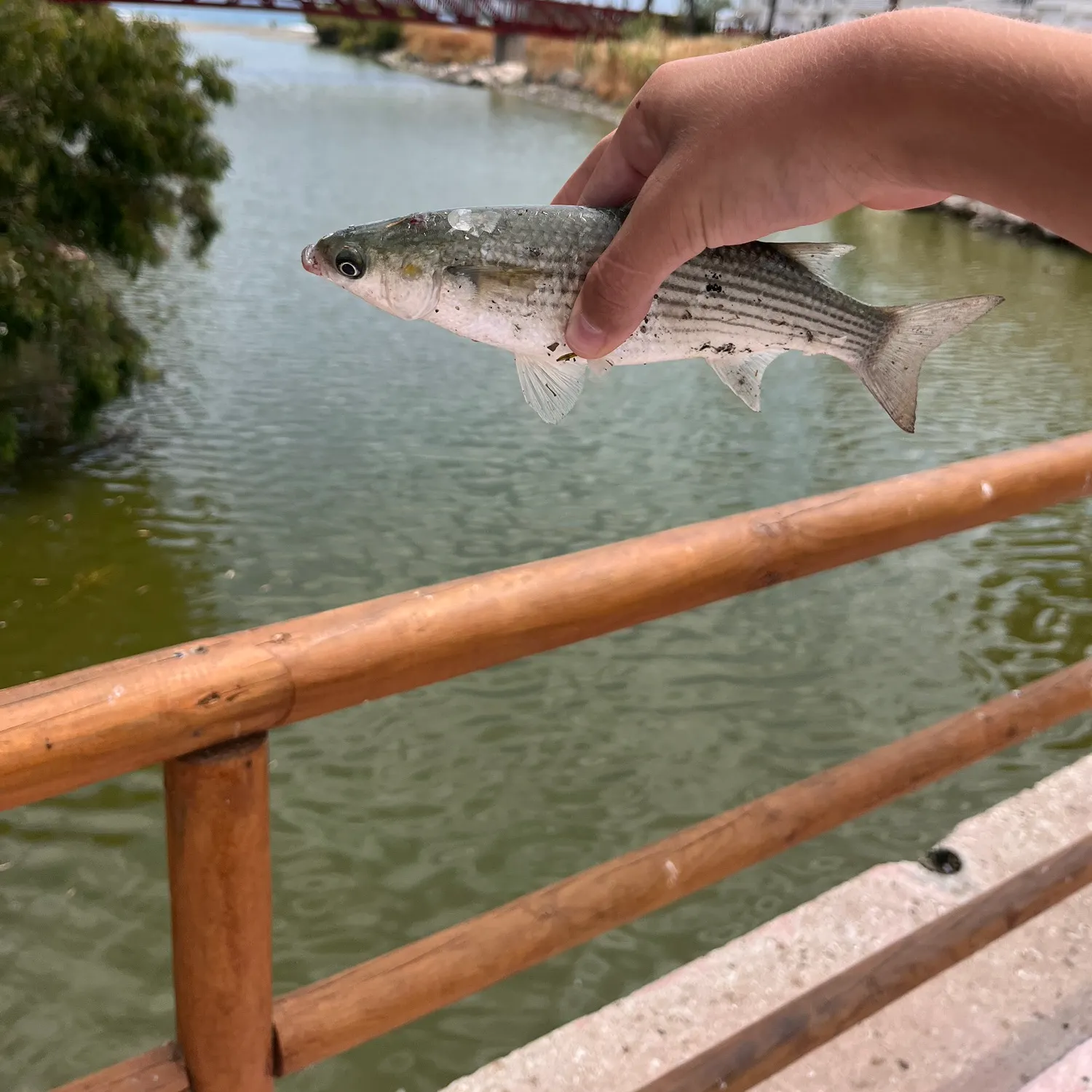 The most recent Striped mullet catches on Fishbrain