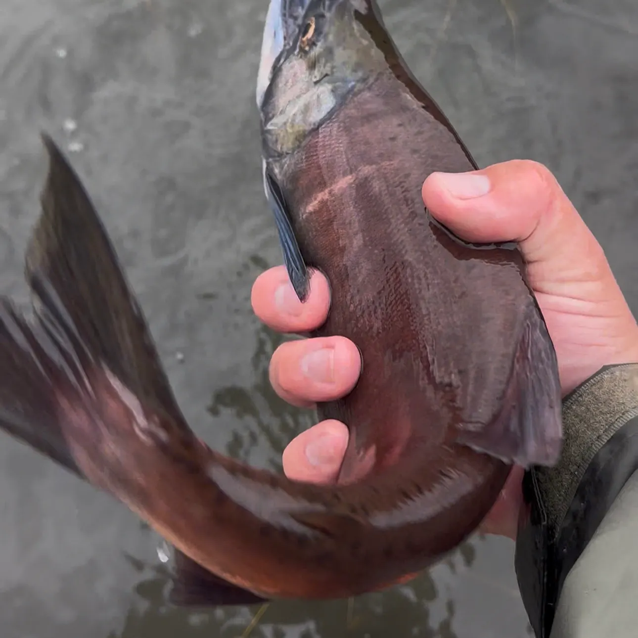 Kokanee salmon caught on Fishbrain