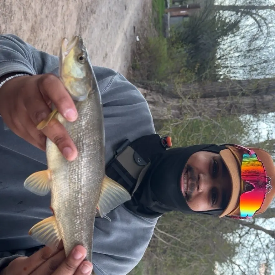 The most recent Northern pikeminnow catches on Fishbrain