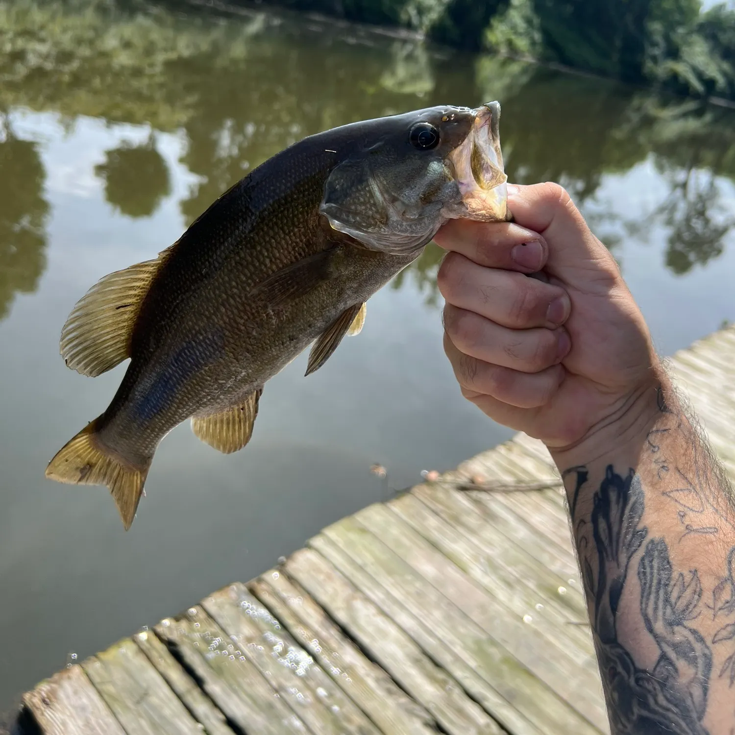 Smallmouth bass caught on Fishbrain