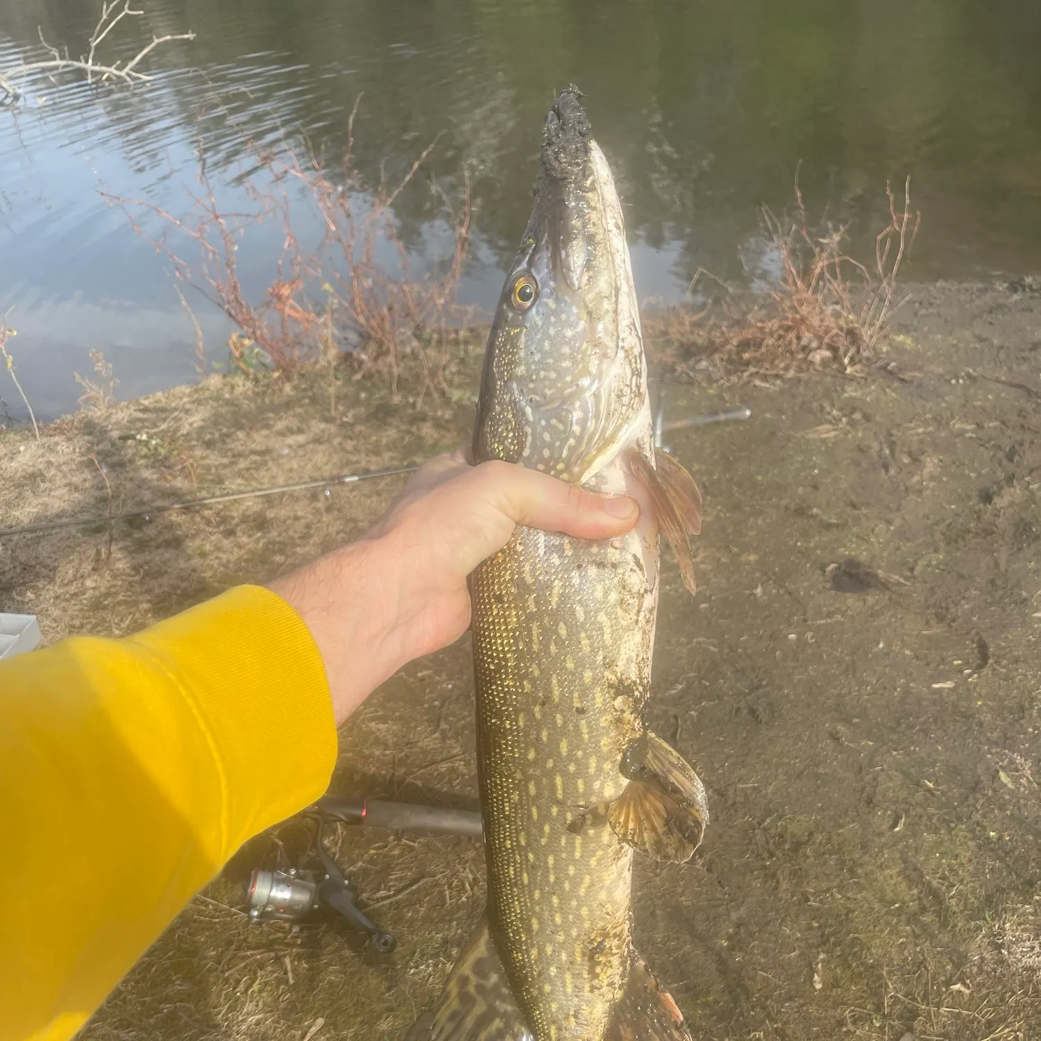 Northern pike caught on Fishbrain