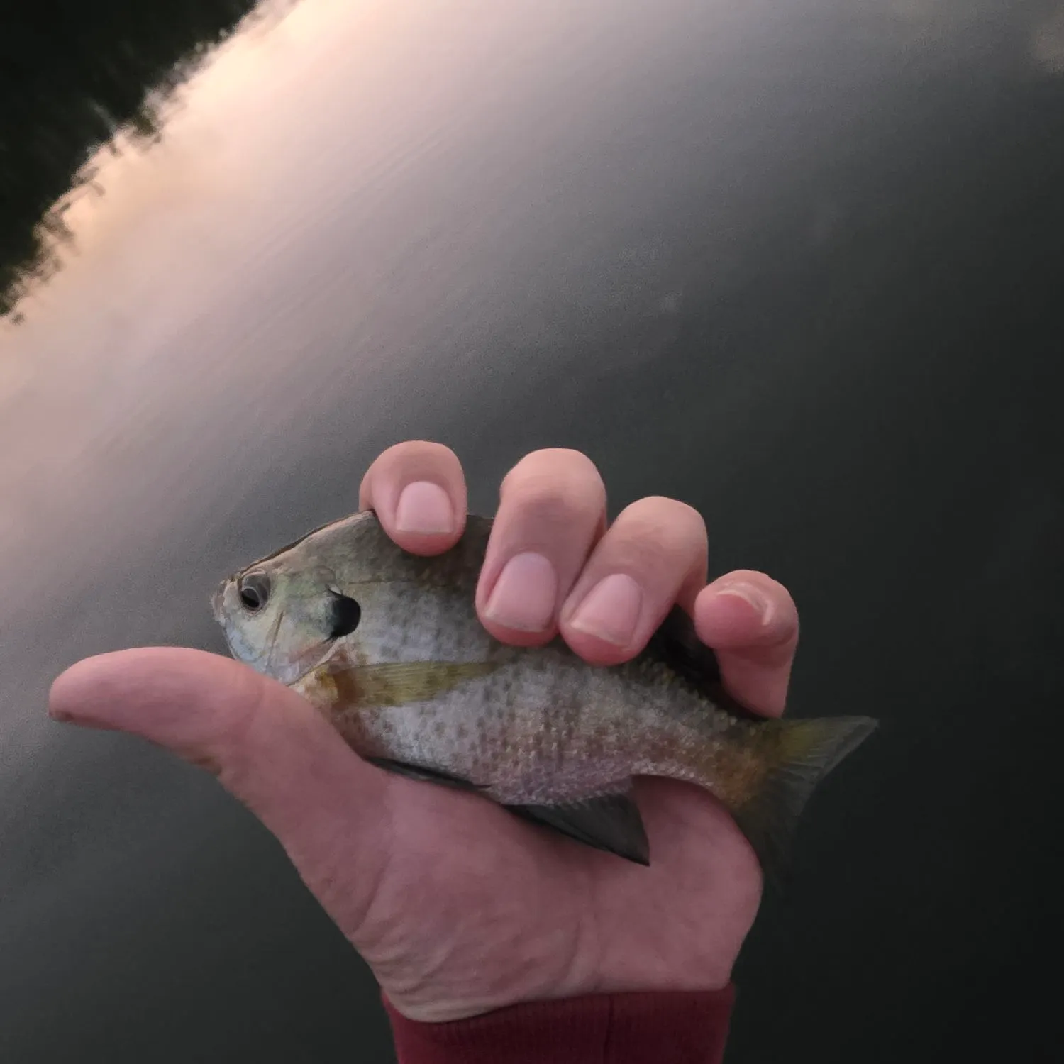 Bluegill caught on Fishbrain