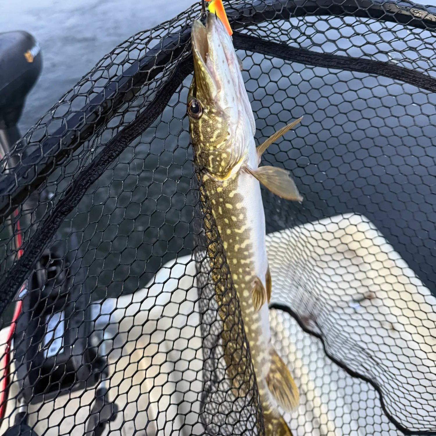 Northern pike caught on Fishbrain