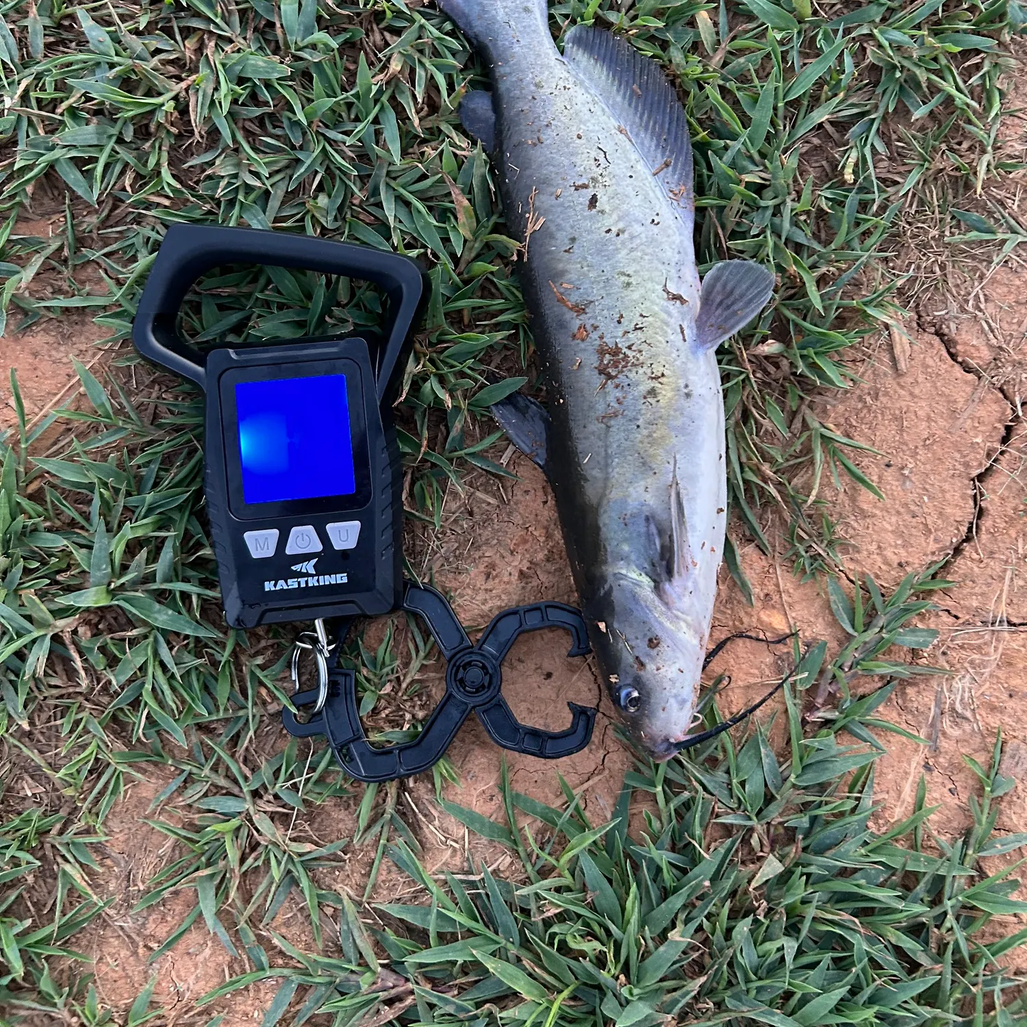 Channel catfish caught on Fishbrain