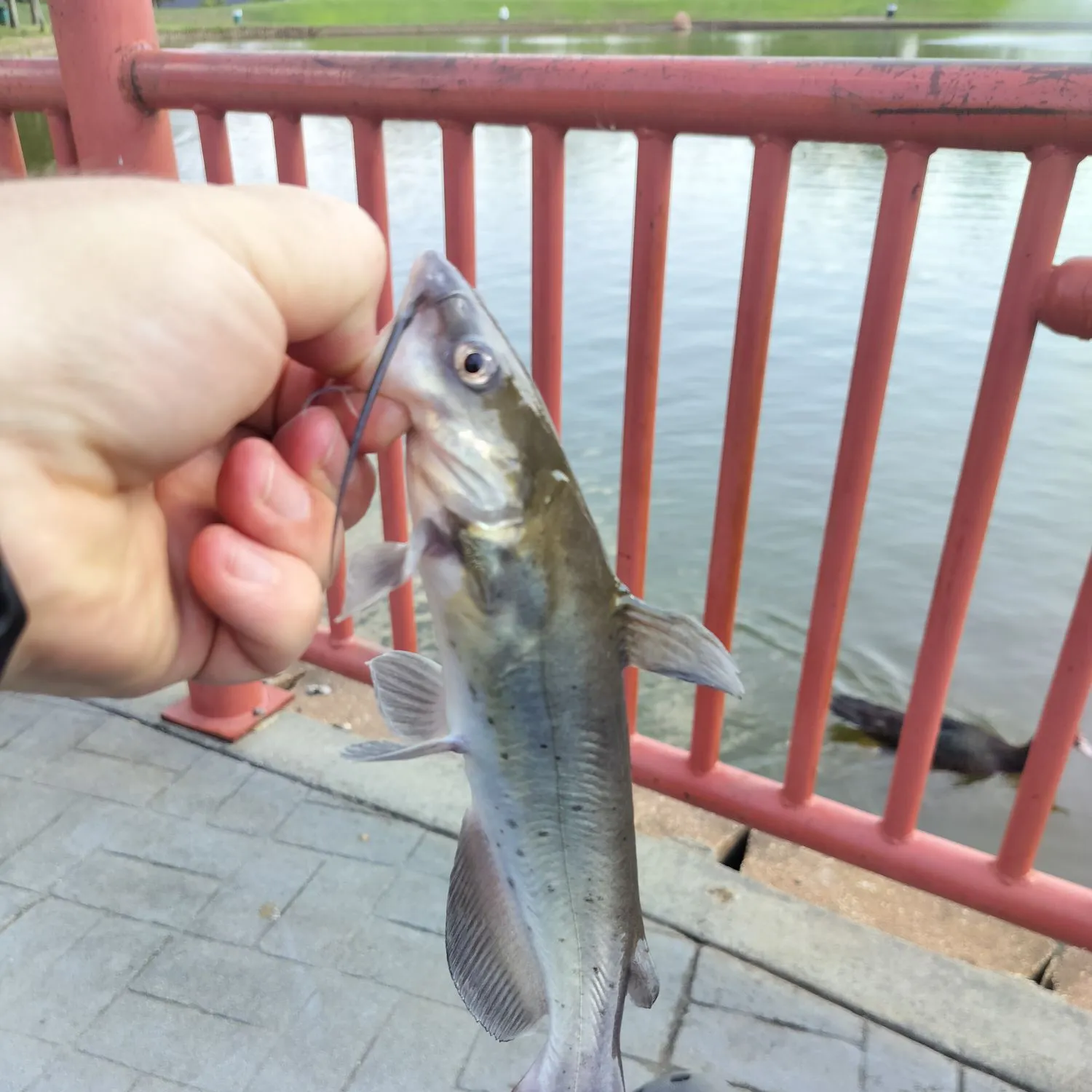 Channel catfish caught on Fishbrain