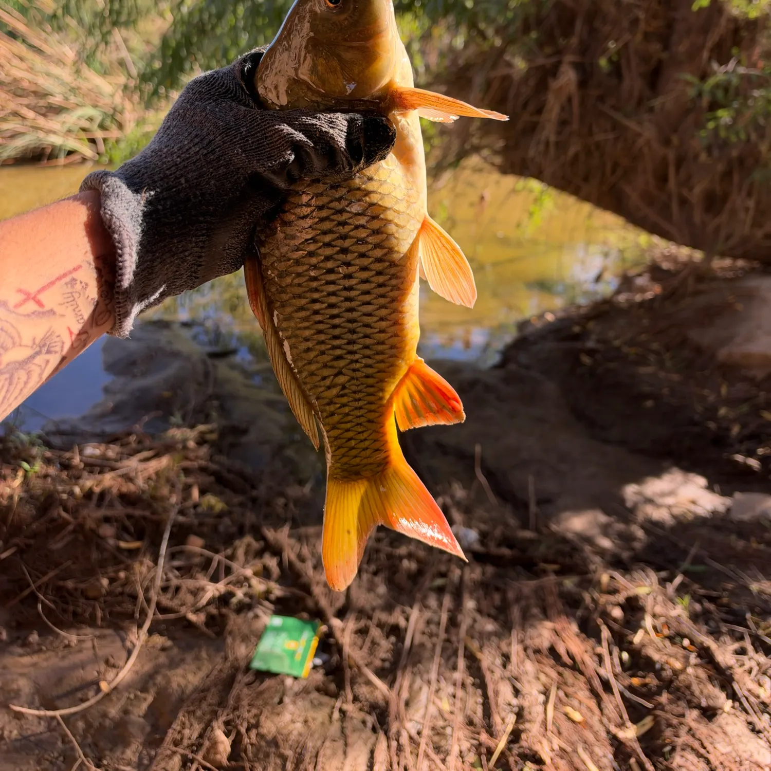 Common carp caught on Fishbrain