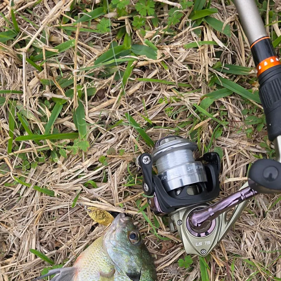 The most recent Bluegill catches on Fishbrain