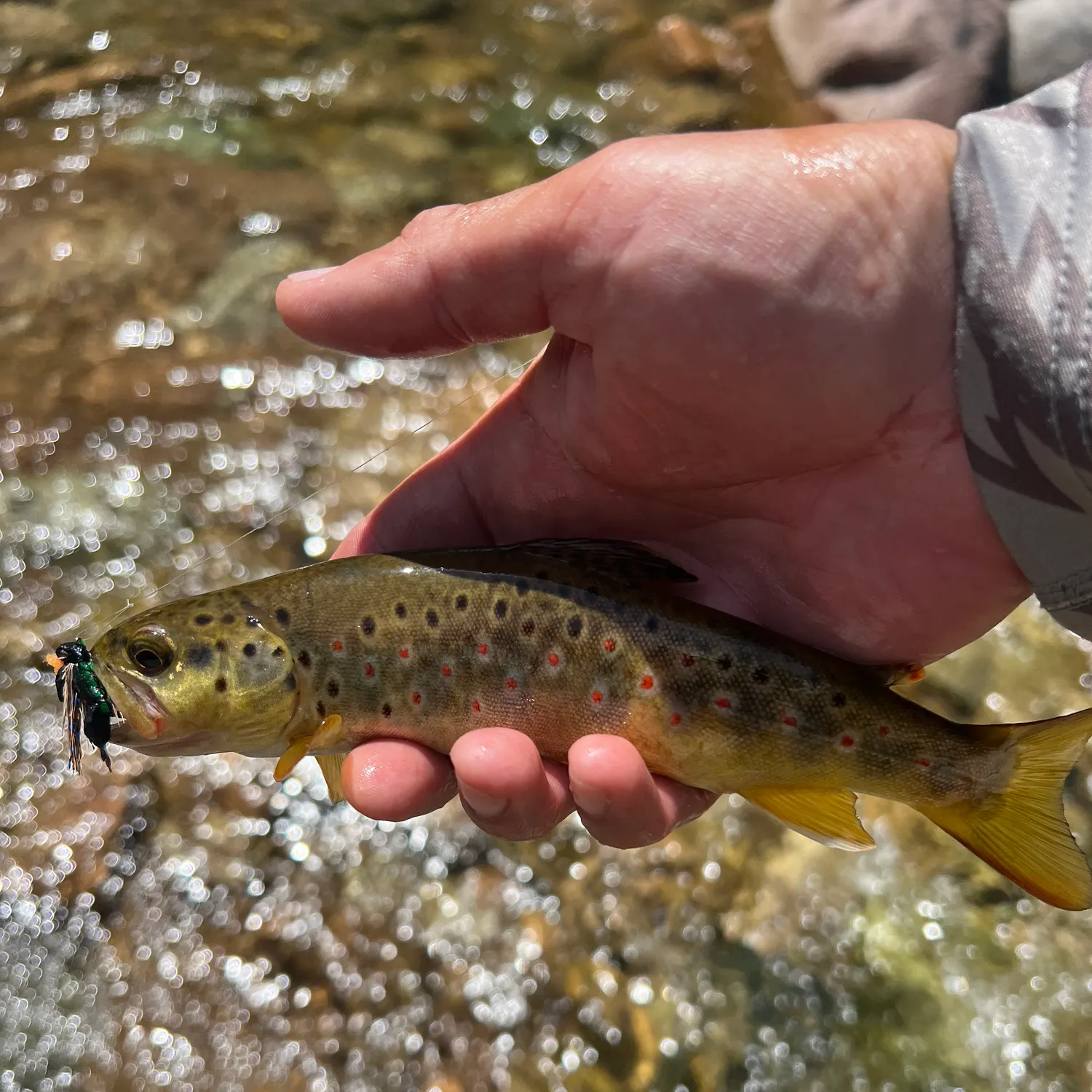 Brown trout caught on Fishbrain
