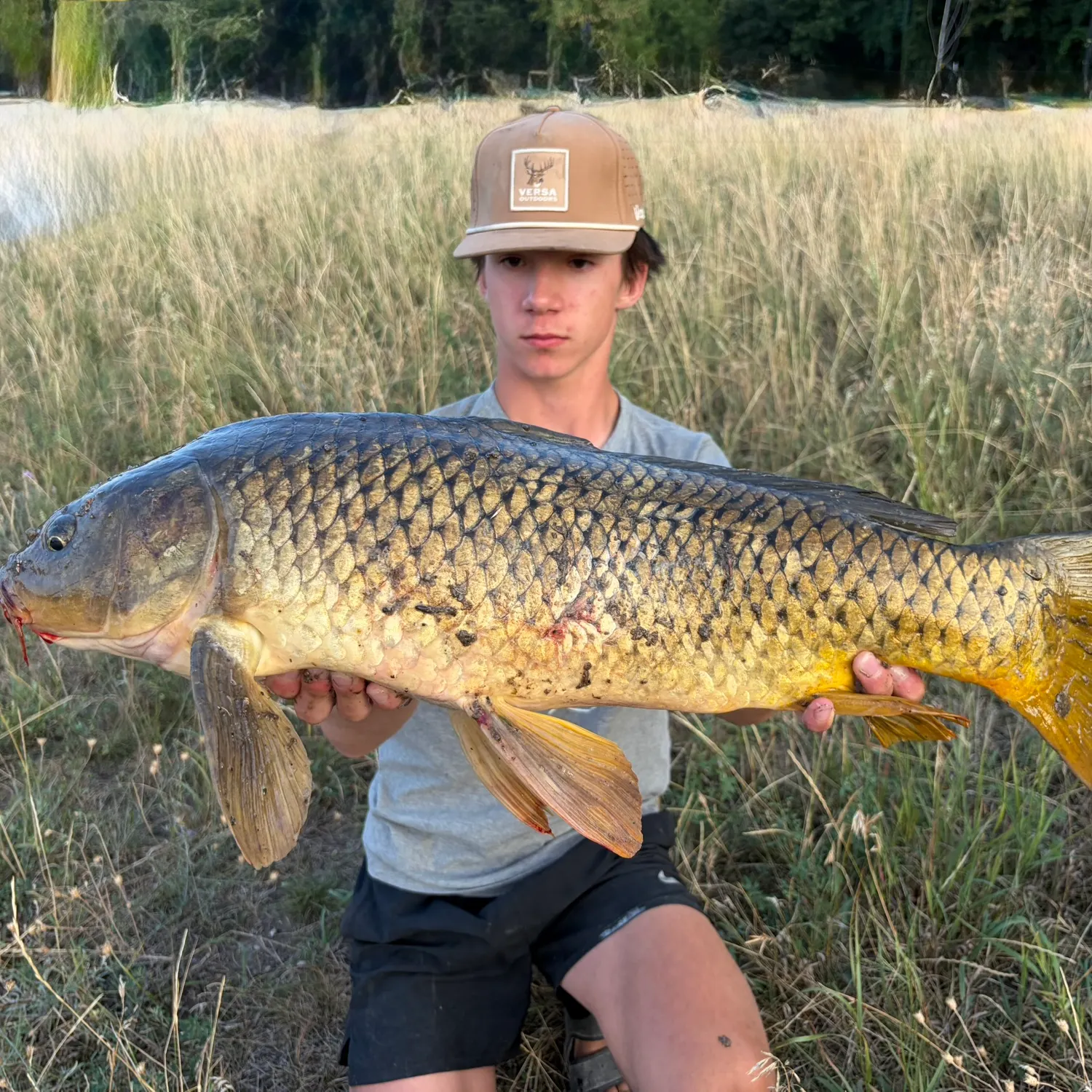 Common carp caught on Fishbrain