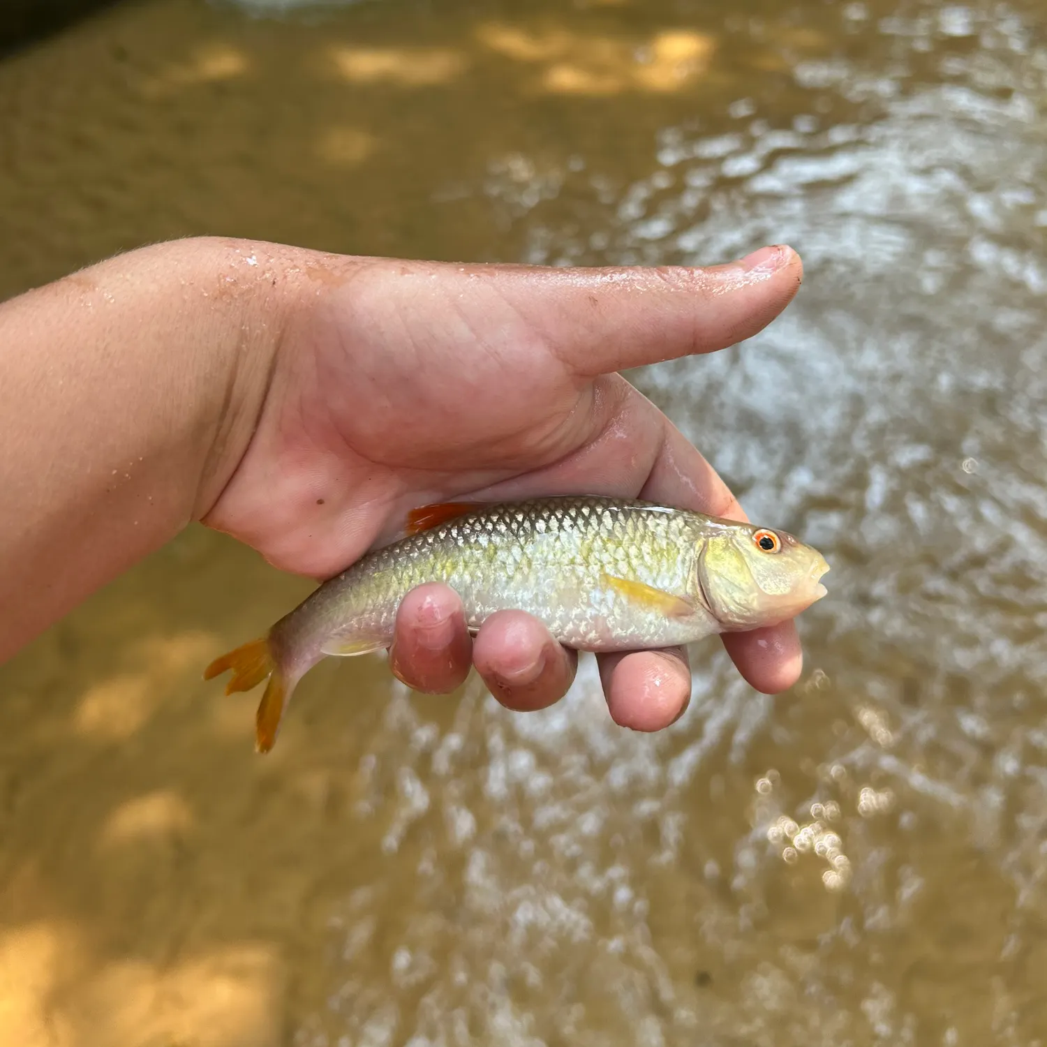 The most recent Redtail chub catches on Fishbrain