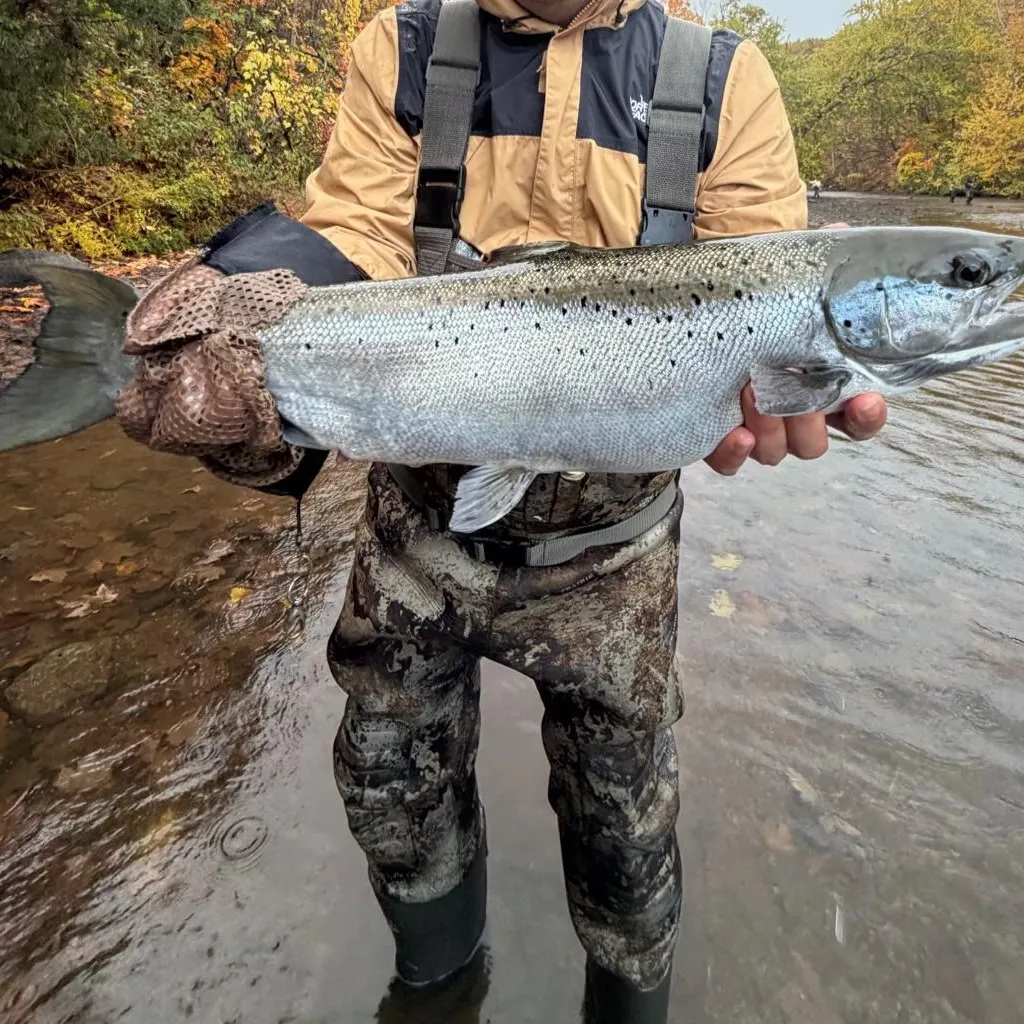 The most recent Atlantic salmon catches on Fishbrain