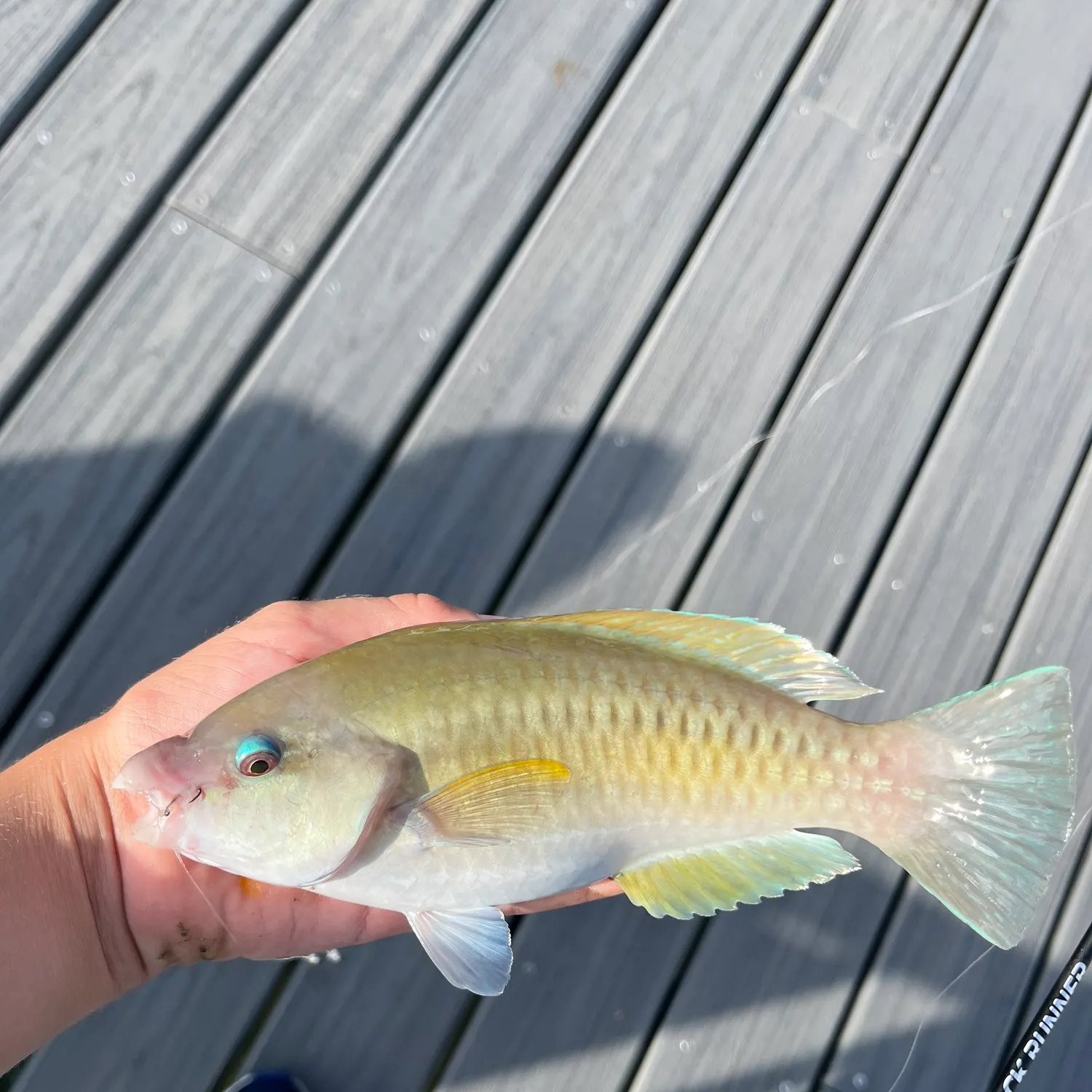 The most recent Princess parrotfish catches on Fishbrain