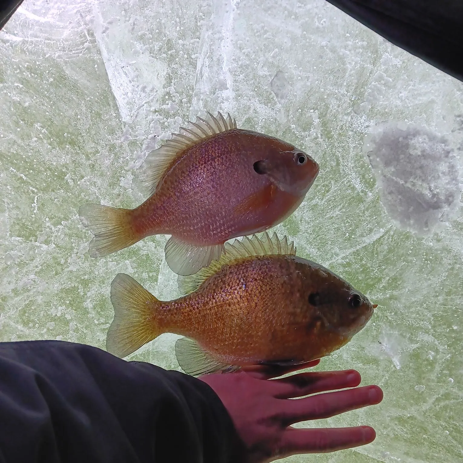 The most recent Bluegill catches on Fishbrain